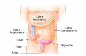 intestino